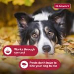 K9 Advantix II Monthly Flea & Tick Prevention for Medium Dogs 11-20 lbs, 6-Monthly Treatment | Choice Wholesales