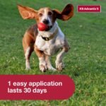 K9 Advantix II Monthly Flea & Tick Prevention for Medium Dogs 11-20 lbs, 6-Monthly Treatment | Choice Wholesales