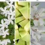 Hotel Collection – My Way Essential Oil Scent – Luxury Hotel Inspired Aromatherapy Scent Diffuser Oil – Lush Sandalwood, Warm | Choice Wholesales