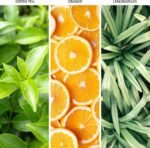 Hotel Collection – My Way Essential Oil Scent – Luxury Hotel Inspired Aromatherapy Scent Diffuser Oil – Lush Sandalwood, Warm | Choice Wholesales