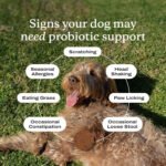 PetLab Co. Probiotics for Dogs – Daily Soft Chews for Digestive & Allergy Support (30‑Count) | Choice Wholesales